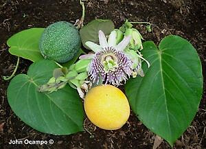 passiflora ligulares.jpg